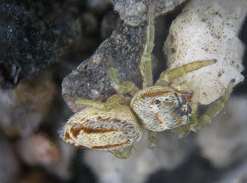 Icius subinermis maschio e (forse?) femmina   - Calcinate del Pesce (VA)